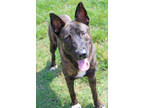 Adopt Hershel (in foster) a Black Dutch Shepherd / Australian Kelpie / Mixed dog