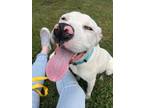 Adopt Puppuccino-IN FOSTER a White Mixed Breed (Medium) / Mixed dog in Chamblee