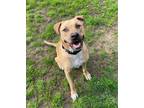 Adopt Duke a Tan/Yellow/Fawn Labrador Retriever / Mixed dog in Conway