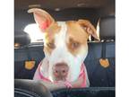 Adopt Pearl a White - with Tan, Yellow or Fawn American Pit Bull Terrier / Mixed