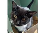 Adopt MUNCHKIN a Domestic Shorthair / Mixed (short coat) cat in Sandusky