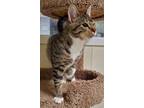 Adopt SUGARPLUM a Domestic Shorthair / Mixed (short coat) cat in Sandusky