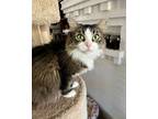 Adopt Mia Mae / Polly a Domestic Longhair / Mixed (short coat) cat in