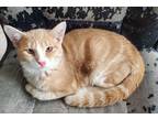 Adopt Kelly a Domestic Shorthair / Mixed (short coat) cat in Shreveport