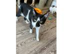 Adopt Giggles a Domestic Shorthair / Mixed (short coat) cat in Shreveport