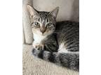 Adopt Carina a Domestic Shorthair / Mixed (short coat) cat in Shreveport