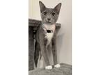 Adopt Gracie a Domestic Shorthair / Mixed (short coat) cat in Augusta