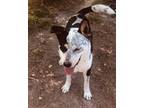 Adopt Prince (CP) a Black - with White Australian Cattle Dog / Blue Heeler dog