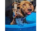 Adopt Peanut a Weimaraner / American Pit Bull Terrier dog in Denver