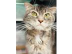 Adopt Evie a Domestic Shorthair / Mixed (short coat) cat in Crystal Lake