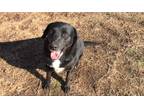 Adopt Althea a Black - with White Labrador Retriever / Mixed Breed (Medium) dog
