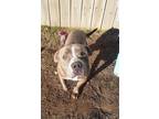Adopt Shadow a Gray/Silver/Salt & Pepper - with White Pit Bull Terrier /