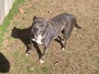 Adopt Deli a Gray/Silver/Salt & Pepper - with White Pit Bull Terrier / Mixed dog