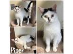 Adopt Piper a White Domestic Mediumhair / Domestic Shorthair / Mixed cat in