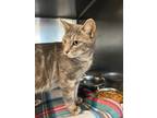 Adopt Kiwi a Domestic Shorthair / Mixed (short coat) cat in Henderson