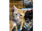 Adopt Schnizzle a Domestic Shorthair / Mixed (short coat) cat in El Dorado