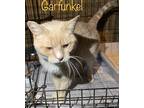 Adopt Garfunkel a Domestic Shorthair / Mixed (short coat) cat in El Dorado