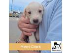 Adopt Clark a Tan/Yellow/Fawn Mixed Breed (Medium) / Mixed dog in Luling