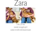Adopt Zara a Mixed Breed (Medium) / Mixed dog in Albany, GA (40883437)