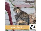 Adopt Beatrix a Calico or Dilute Calico Domestic Longhair (long coat) cat in