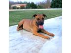 Adopt Seth a Red/Golden/Orange/Chestnut Boxer / Mixed dog in Kenedy