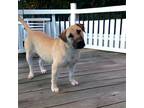 Adopt Greta a Tan/Yellow/Fawn Mastiff / Mixed dog in Kenedy, TX (40883406)