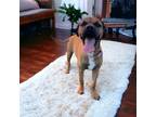 Adopt Chloe a Red/Golden/Orange/Chestnut Boxer / Mixed dog in Kenedy