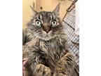 Adopt Mr. Jinx a Domestic Shorthair / Mixed cat in Spokane Valley, WA (40883106)