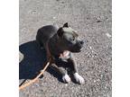 Adopt Xena a Gray/Blue/Silver/Salt & Pepper Pit Bull Terrier / Mixed dog in