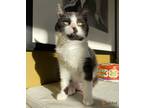 Adopt Tuesday a Black & White or Tuxedo Domestic Shorthair (short coat) cat in