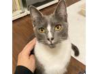 Adopt Cominito a Gray or Blue (Mostly) Domestic Shorthair (short coat) cat in
