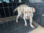 Adopt 55426729 a White Pit Bull Terrier / Mixed dog in El Paso, TX (40882815)