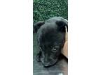 Adopt 55426705 a Black Border Terrier / Mixed dog in El Paso, TX (40882814)