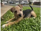 Adopt Happy a Black - with Brown, Red, Golden, Orange or Chestnut Border Terrier