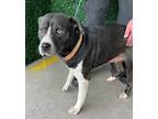 Adopt 55424638 a Gray/Blue/Silver/Salt & Pepper American Pit Bull Terrier /