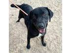 Adopt 55243459 a Black Border Terrier / Mixed dog in El Paso, TX (40882804)