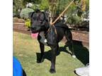 Adopt Seza a Black American Pit Bull Terrier / Mixed dog in El Paso