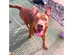 Adopt Orion* a Red/Golden/Orange/Chestnut Shar Pei / Labrador Retriever / Mixed