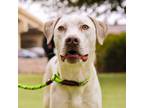 Adopt Merry* a White Pit Bull Terrier / Mixed dog in El Paso, TX (40688498)