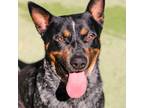 Adopt Chuck* a Black Blue Heeler / Mixed dog in El Paso, TX (40688248)