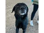 Adopt WYLYNN a Black Labrador Retriever / Mixed dog in El Paso, TX (40688646)
