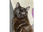 Adopt Ash a All Black Domestic Shorthair / Mixed cat in Pittsburgh