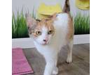 Adopt Ishtar a Orange or Red Domestic Shorthair / Domestic Shorthair / Mixed cat