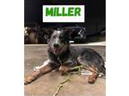 Adopt Miller a Merle Australian Cattle Dog / Mixed dog in Norco, CA (40882323)