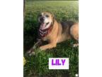 Adopt Lily a Brown/Chocolate - with White German Shepherd Dog / Mixed dog in