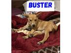 Adopt Buster a Red/Golden/Orange/Chestnut German Shepherd Dog / Mixed dog in