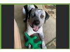 Adopt Blue a Merle Australian Cattle Dog / Labrador Retriever / Mixed dog in