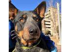 Adopt Roo* a Black Blue Heeler / Mixed dog in El Paso, TX (40722575)