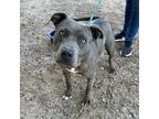 Adopt Jerome* a Gray/Blue/Silver/Salt & Pepper American Pit Bull Terrier / Mixed