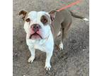 Adopt Blanco a White American Pit Bull Terrier / Mixed dog in El Paso